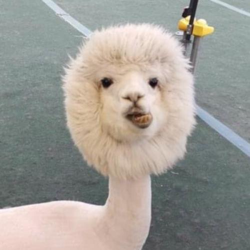 สมาชิกหมายเลข 993984