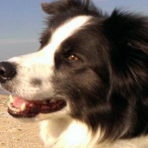 สมาชิกหมายเลข 9047250