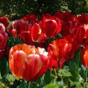 สมาชิกหมายเลข 1491933