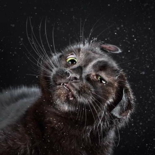 สมาชิกหมายเลข 4642897