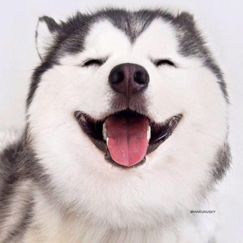 สมาชิกหมายเลข 3441532