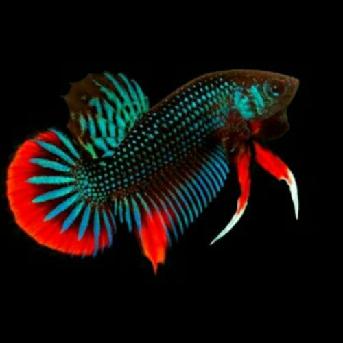 สมาชิกหมายเลข 4352719