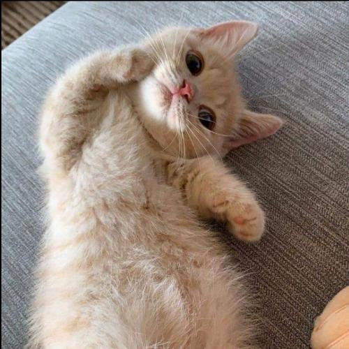 สมาชิกหมายเลข 5901221