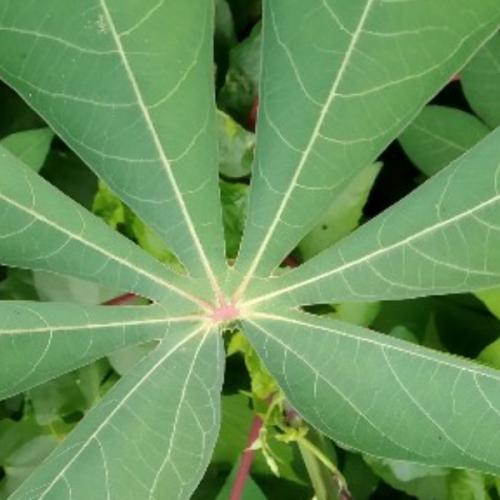 สมาชิกหมายเลข 5901399