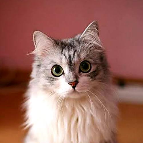 สมาชิกหมายเลข 3041701