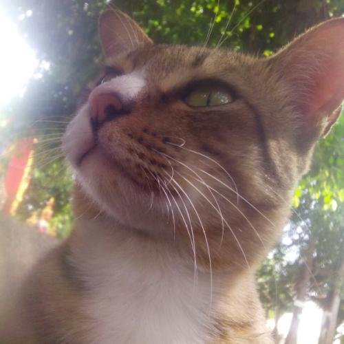 สมาชิกหมายเลข 4391267