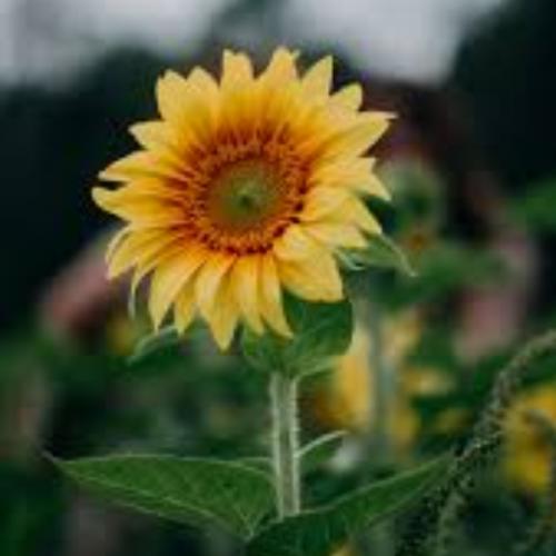 สมาชิกหมายเลข 5901753