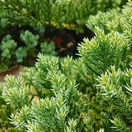 สมาชิกหมายเลข 6504188