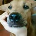 สมาชิกหมายเลข 4258127