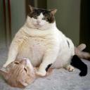 สมาชิกหมายเลข 794720