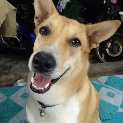 สมาชิกหมายเลข 4643349