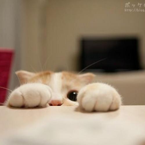 สมาชิกหมายเลข 3694111