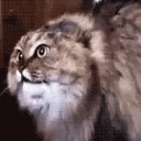 สมาชิกหมายเลข 3305544