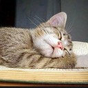 สมาชิกหมายเลข 3790154