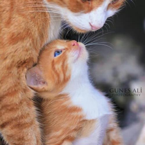 สมาชิกหมายเลข 1207446