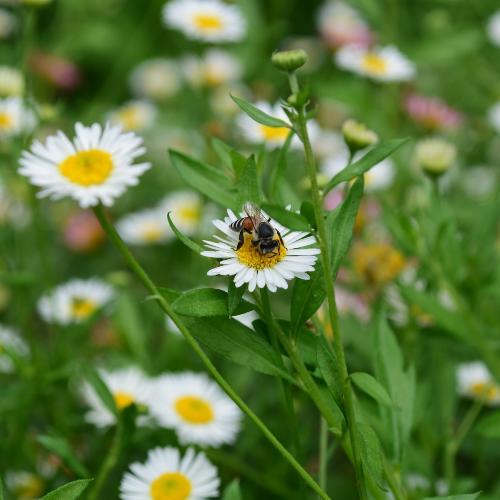 สมาชิกหมายเลข 4643799