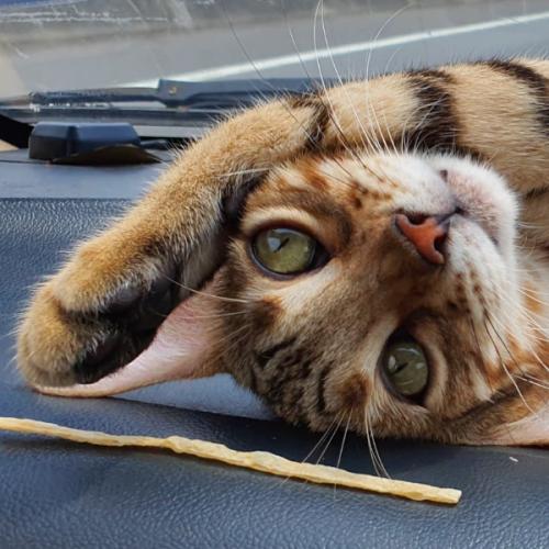 สมาชิกหมายเลข 5651257