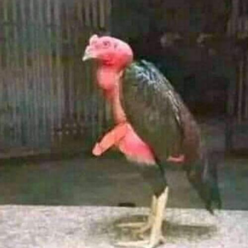 สมาชิกหมายเลข 6770060