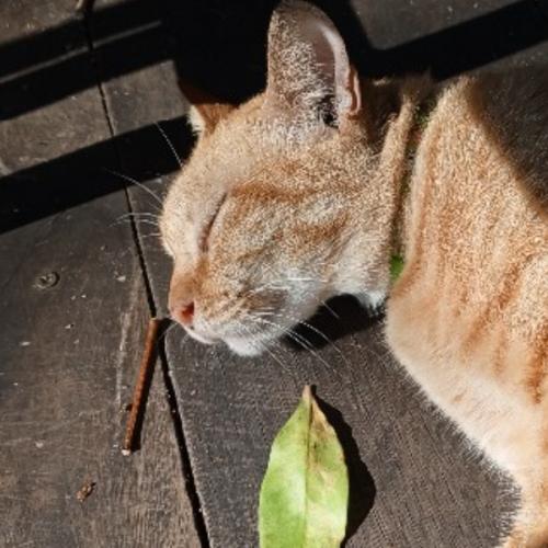 สมาชิกหมายเลข 9050661