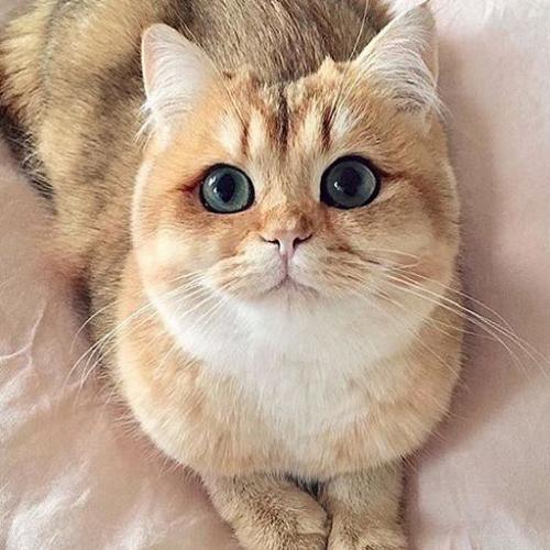 สมาชิกหมายเลข 4641527