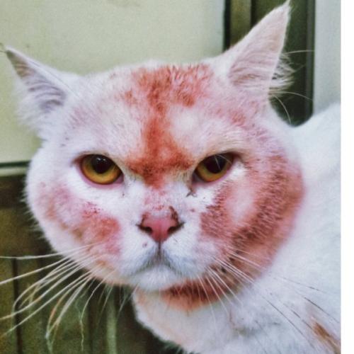 สมาชิกหมายเลข 6505874