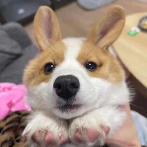 สมาชิกหมายเลข 2582101