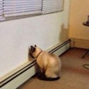 สมาชิกหมายเลข 2308440