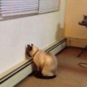 สมาชิกหมายเลข 4259569