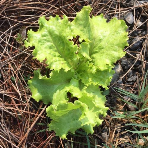 สมาชิกหมายเลข 5008264