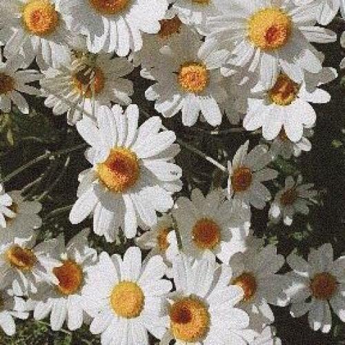 สมาชิกหมายเลข 5282297