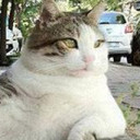 ทอมบิลี่อิเหมียวแห่ง Istanbul