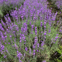 สมาชิกหมายเลข 5400221