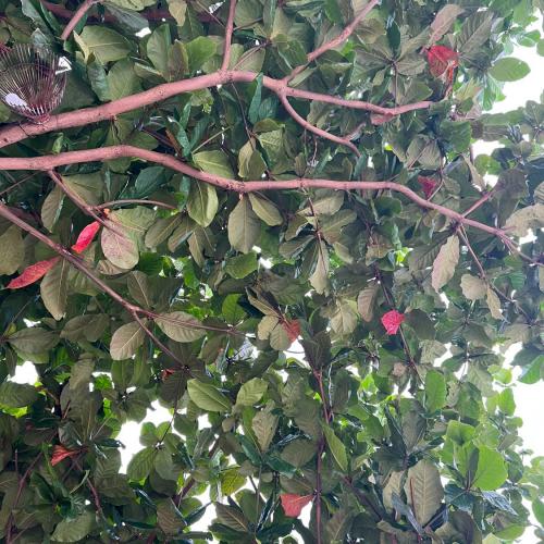 สมาชิกหมายเลข 4363190