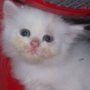 สมาชิกหมายเลข 4260295