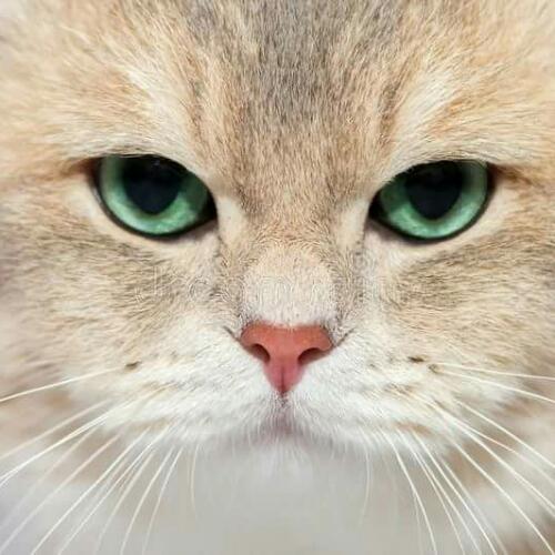 สมาชิกหมายเลข 3140307