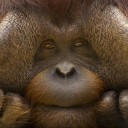 สมาชิกหมายเลข 1181670