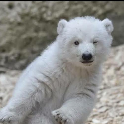 สมาชิกหมายเลข 4998662