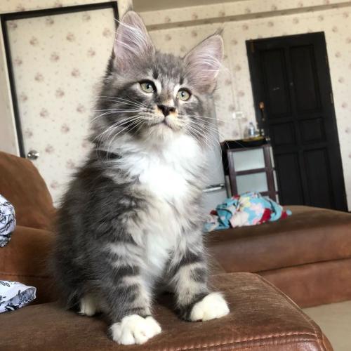 สมาชิกหมายเลข 2129656