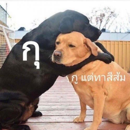 สมาชิกหมายเลข 5905997