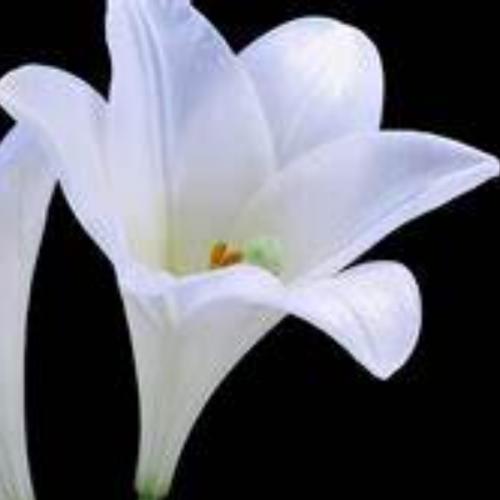 สมาชิกหมายเลข 765391