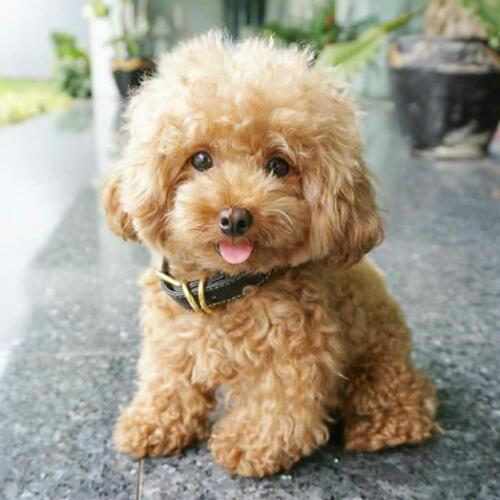 สมาชิกหมายเลข 4930771