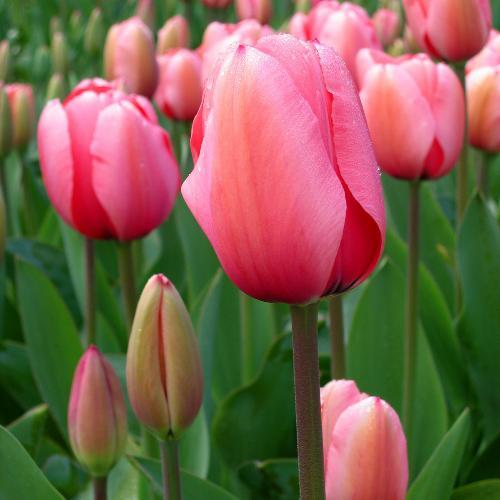 สมาชิกหมายเลข 5893466