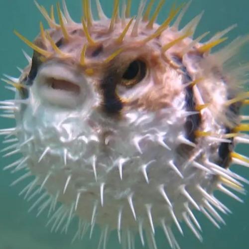 สมาชิกหมายเลข 7220450