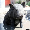 สมาชิกหมายเลข 3797586