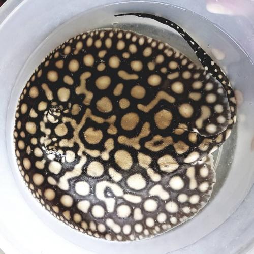 สมาชิกหมายเลข 5007775