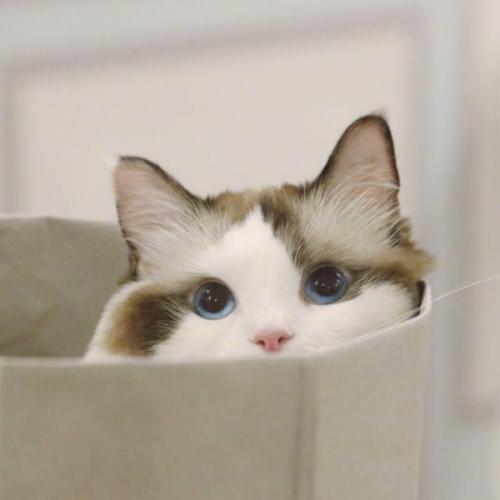 สมาชิกหมายเลข 2748024