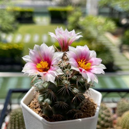 สมาชิกหมายเลข 3529119