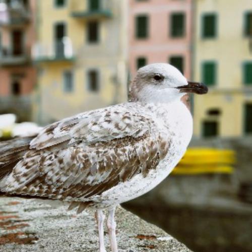 สมาชิกหมายเลข 6509782