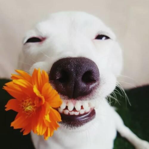 สมาชิกหมายเลข 4919868