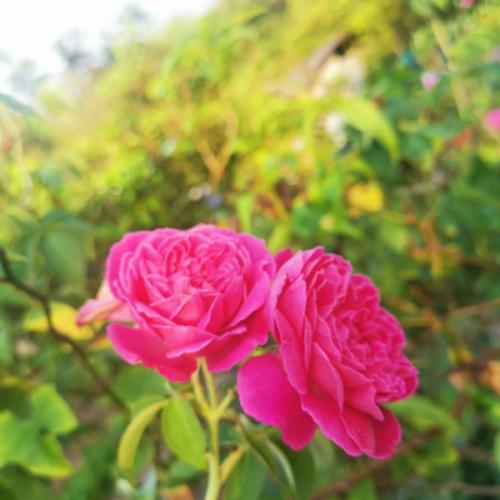 สมาชิกหมายเลข 2418142